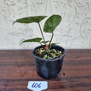 #606 Anthurium Dressleri x Forgetii