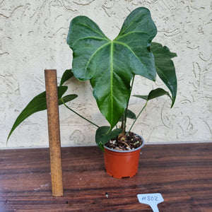 #802 Anthurium Macrolobium x