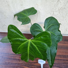 Load image into Gallery viewer, #802 Anthurium Macrolobium x