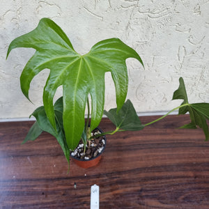 #49 Anthurium Pedatoradiatum