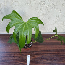 Load image into Gallery viewer, #49 Anthurium Pedatoradiatum