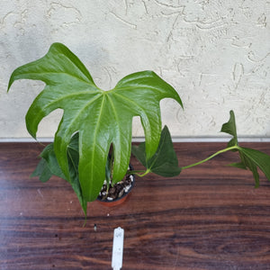 #49 Anthurium Pedatoradiatum