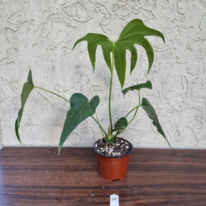 #49 Anthurium Pedatoradiatum