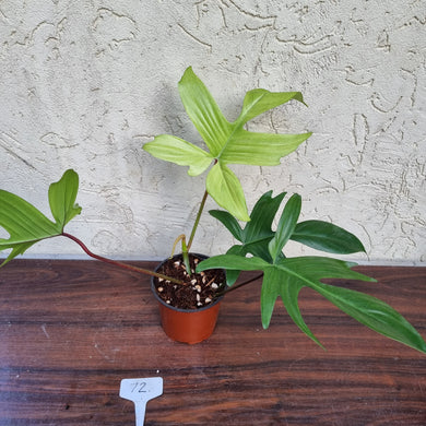 #72 Philodendron Florida Ghost - NON TC