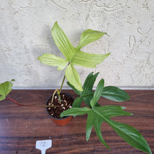 Load image into Gallery viewer, #72 Philodendron Florida Ghost - NON TC