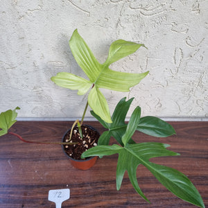 #72 Philodendron Florida Ghost - NON TC