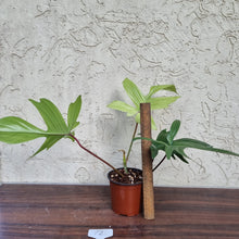 Load image into Gallery viewer, #72 Philodendron Florida Ghost - NON TC