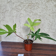 Load image into Gallery viewer, #72 Philodendron Florida Ghost - NON TC