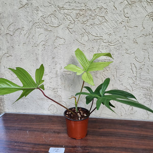#72 Philodendron Florida Ghost - NON TC