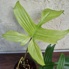 Load image into Gallery viewer, #72 Philodendron Florida Ghost - NON TC