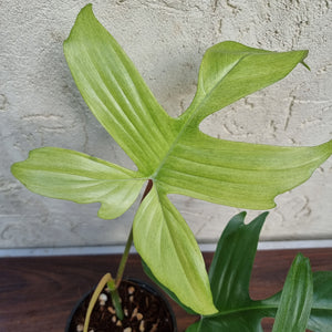 #72 Philodendron Florida Ghost - NON TC