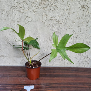 #72 Philodendron Florida Ghost - NON TC