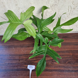#84 Philodendron Florida Ghost - NON TC