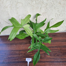 Load image into Gallery viewer, #84 Philodendron Florida Ghost - NON TC