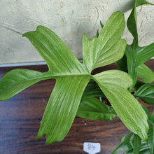 Load image into Gallery viewer, #84 Philodendron Florida Ghost - NON TC