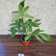 Load image into Gallery viewer, #84 Philodendron Florida Ghost - NON TC