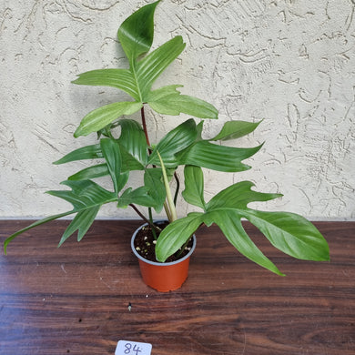 #84 Philodendron Florida Ghost - NON TC