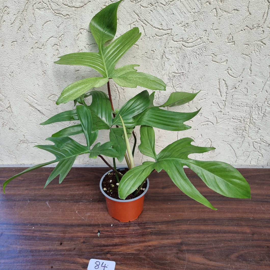 #84 Philodendron Florida Ghost - NON TC