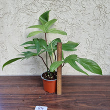 Load image into Gallery viewer, #84 Philodendron Florida Ghost - NON TC