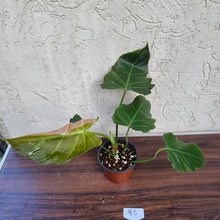 Load image into Gallery viewer, #93 Philodendron Corsinianum / &#39;Bronze Shield&#39;