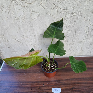 #93 Philodendron Corsinianum / 'Bronze Shield'