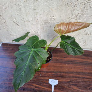 #93 Philodendron Corsinianum / 'Bronze Shield'