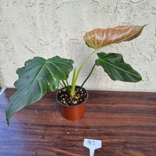 Load image into Gallery viewer, #93 Philodendron Corsinianum / &#39;Bronze Shield&#39;