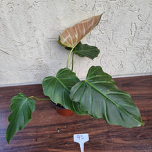 Load image into Gallery viewer, #93 Philodendron Corsinianum / &#39;Bronze Shield&#39;