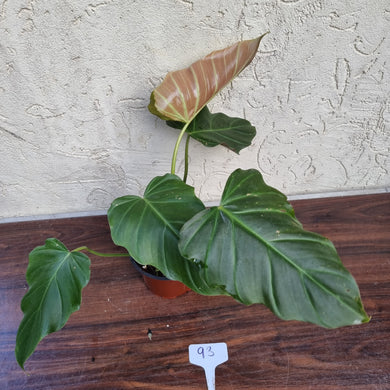 #93 Philodendron Corsinianum / 'Bronze Shield'
