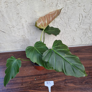 #93 Philodendron Corsinianum / 'Bronze Shield'