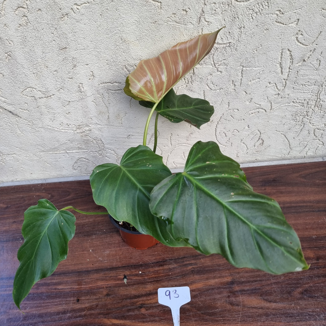 #93 Philodendron Corsinianum / 'Bronze Shield'