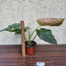 Load image into Gallery viewer, #93 Philodendron Corsinianum / &#39;Bronze Shield&#39;