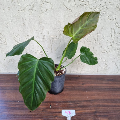 #98 Philodendron Corsinianum / 'Bronze Shield'