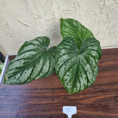 #96 Philodendron Silver Cloud