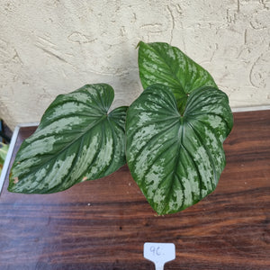 #96 Philodendron Silver Cloud
