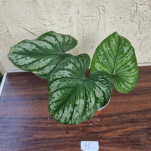 Load image into Gallery viewer, #96 Philodendron Silver Cloud