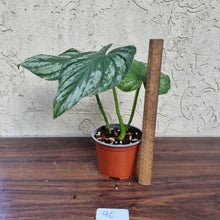 Load image into Gallery viewer, #96 Philodendron Silver Cloud