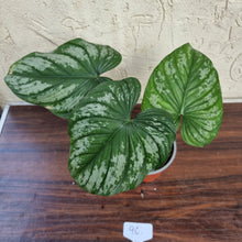 Load image into Gallery viewer, #96 Philodendron Silver Cloud