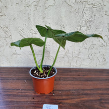 Load image into Gallery viewer, #96 Philodendron Silver Cloud