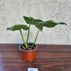#96 Philodendron Silver Cloud