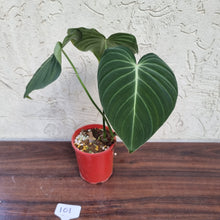 Load image into Gallery viewer, #101 Large Philodendron Glorious (Melanochrysum x Gloriosum)