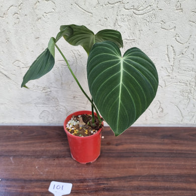 #101 Large Philodendron Glorious (Melanochrysum x Gloriosum)