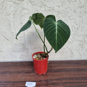 #101 Large Philodendron Glorious (Melanochrysum x Gloriosum)
