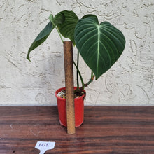 Load image into Gallery viewer, #101 Large Philodendron Glorious (Melanochrysum x Gloriosum)