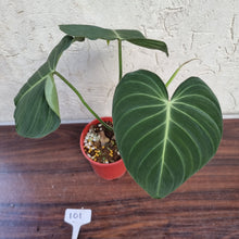 Load image into Gallery viewer, #101 Large Philodendron Glorious (Melanochrysum x Gloriosum)