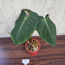Load image into Gallery viewer, #101 Large Philodendron Glorious (Melanochrysum x Gloriosum)