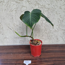 Load image into Gallery viewer, #101 Large Philodendron Glorious (Melanochrysum x Gloriosum)
