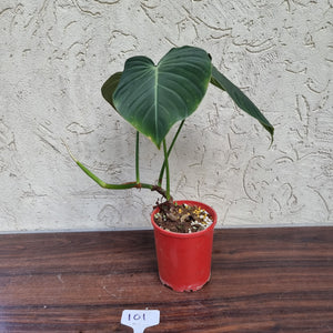 #101 Large Philodendron Glorious (Melanochrysum x Gloriosum)