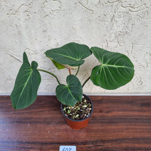 Load image into Gallery viewer, #602 Philodendron Gloriosum