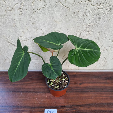 #602 Philodendron Gloriosum